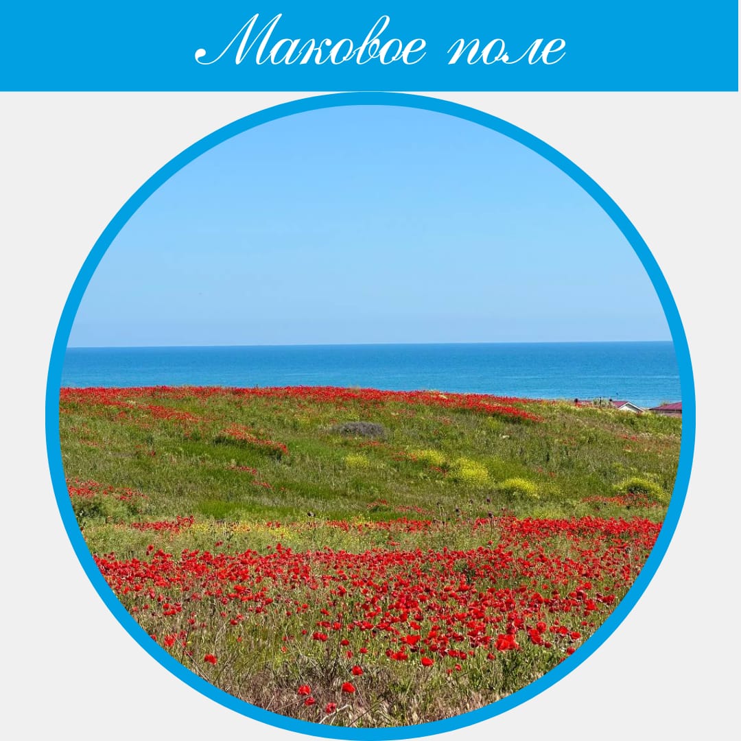 Маковое поле с видом на море